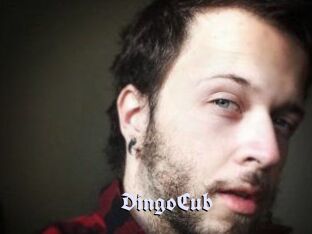 DingoCub